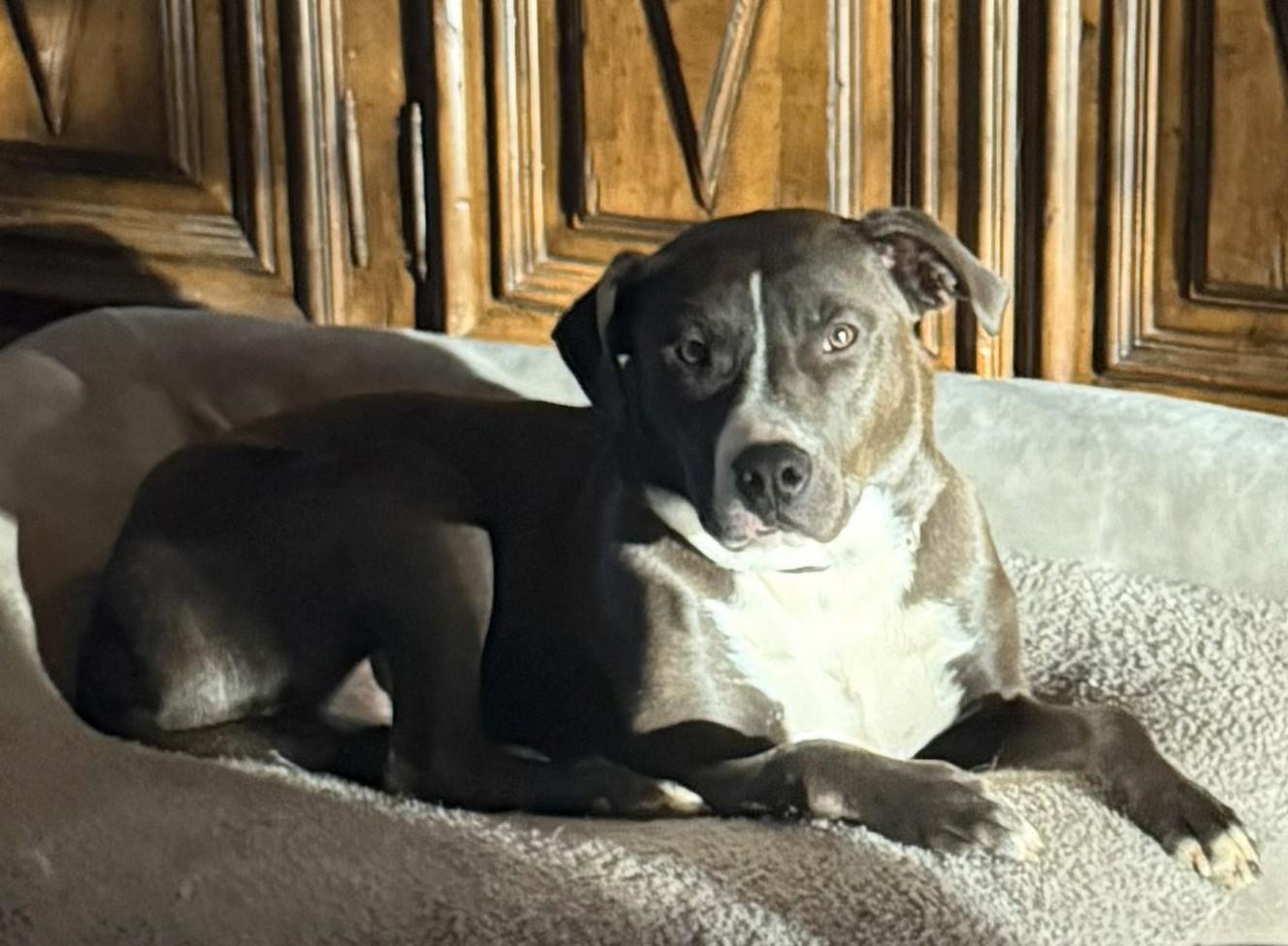 Enlarge Mojo Merry, a Adoptable mixed breed in Woburn, MA image 2/6
