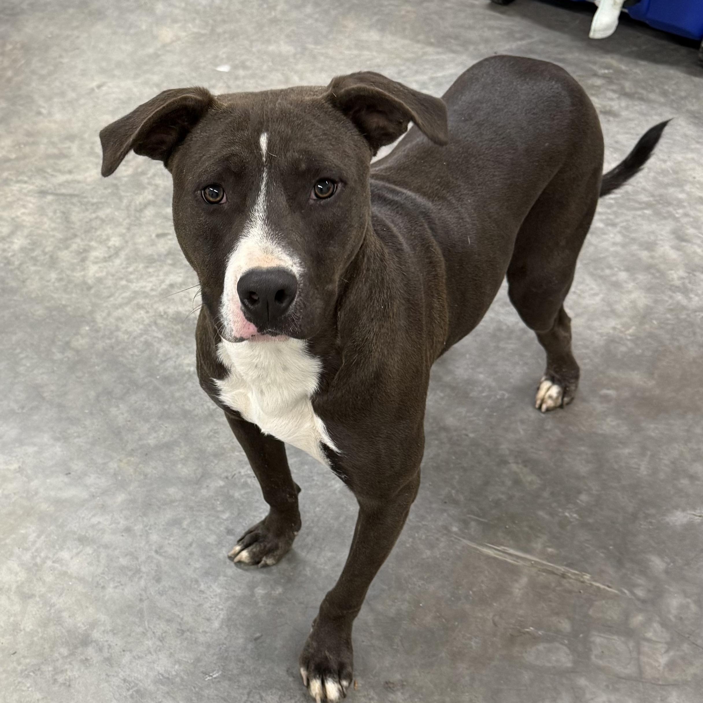 Enlarge Mojo Merry, a Adoptable mixed breed in Woburn, MA image 3/6