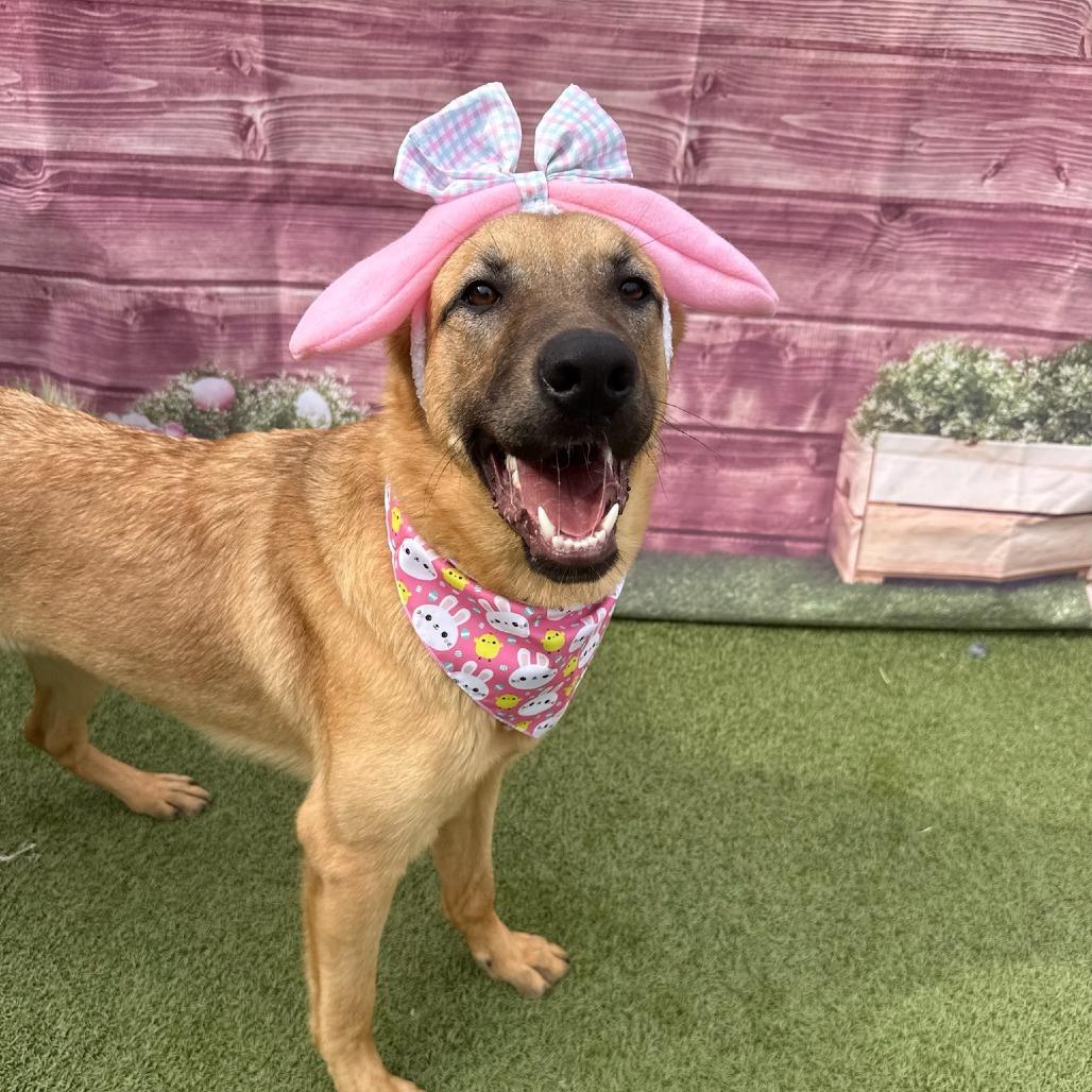 Enlarge Caramel, a Adoptable mixed breed in Concord, NC image 1/6