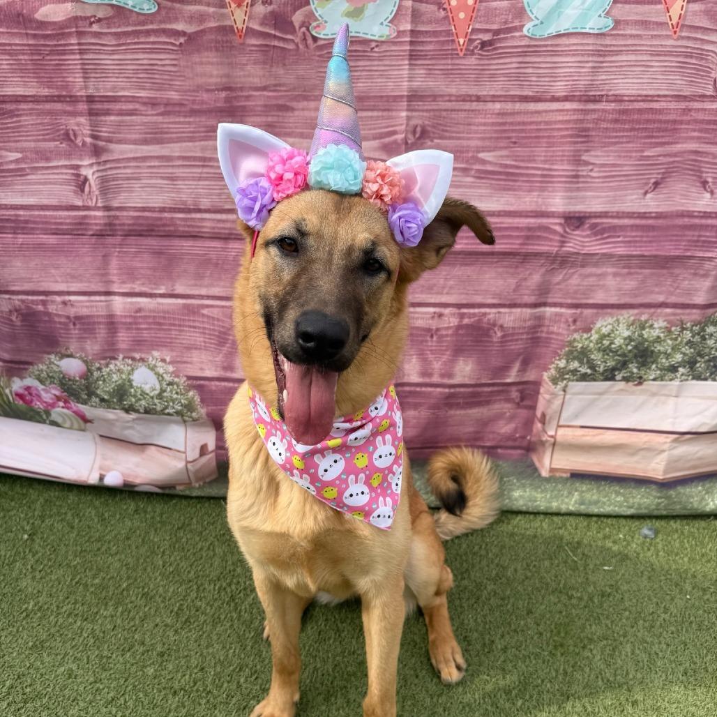 Enlarge Caramel, a Adoptable mixed breed in Concord, NC image 3/6