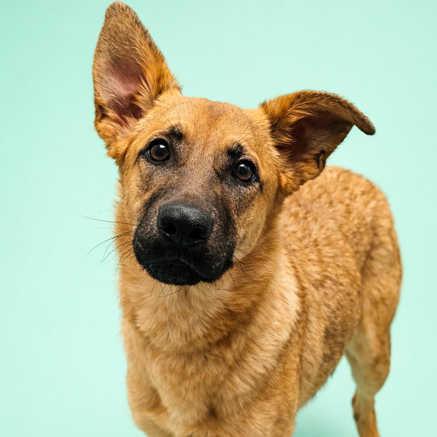 Enlarge Caramel, a Adoptable mixed breed in Concord, NC image 4/6