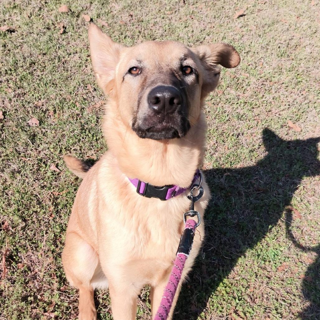 Enlarge Caramel, a Adoptable mixed breed in Concord, NC image 5/6