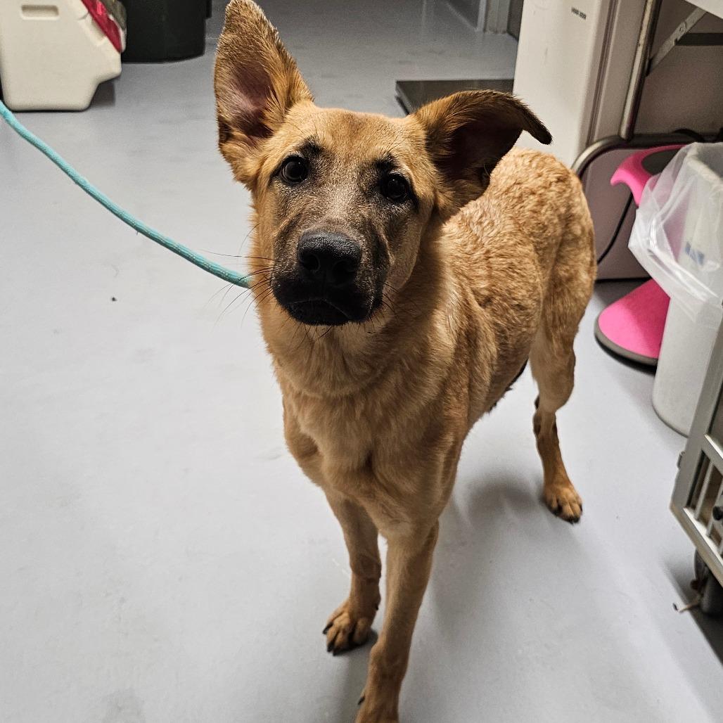 Enlarge Caramel, a Adoptable mixed breed in Concord, NC image 6/6