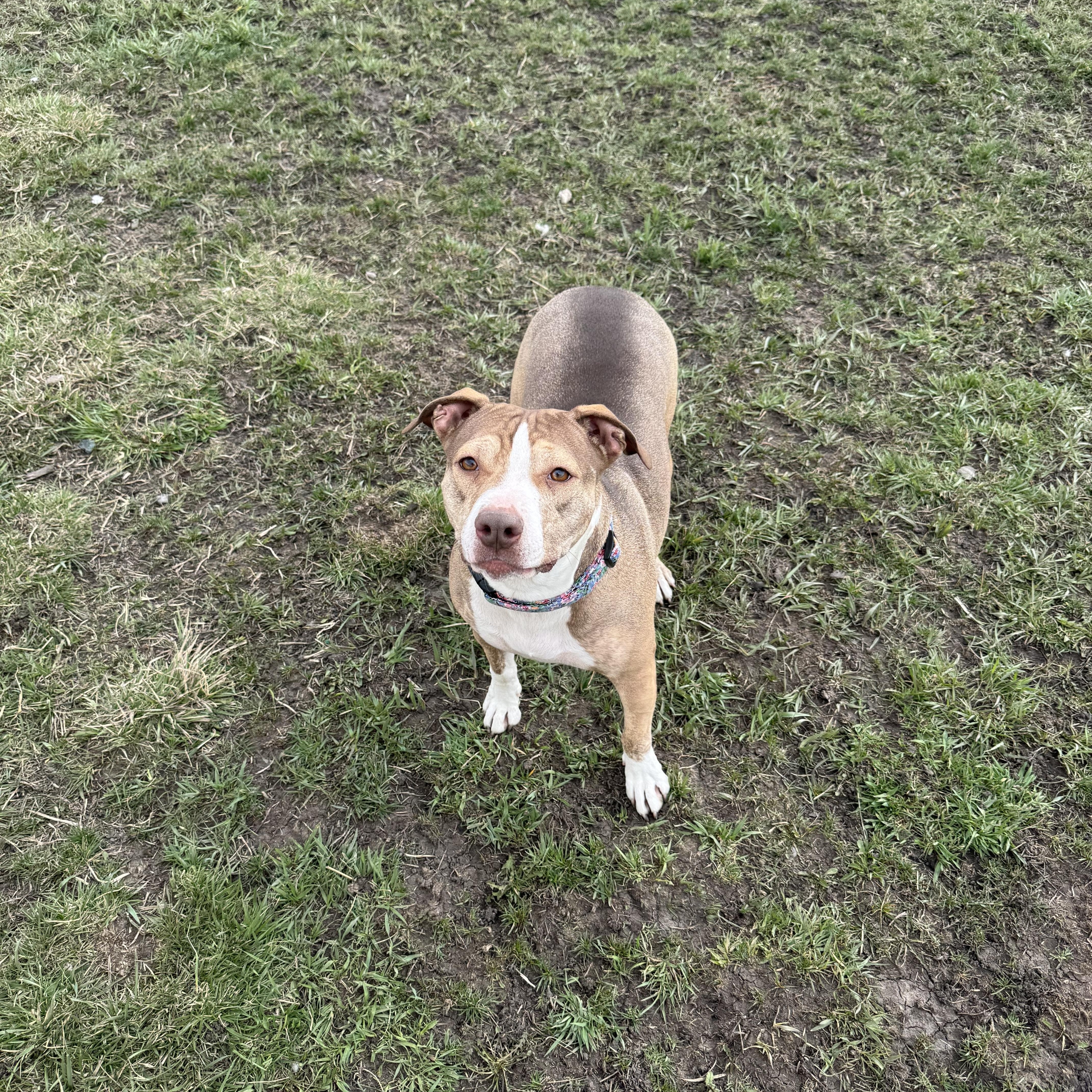 Girlfriend, a ADOPTABLE mixed breed in La Grande, OR image 2/3