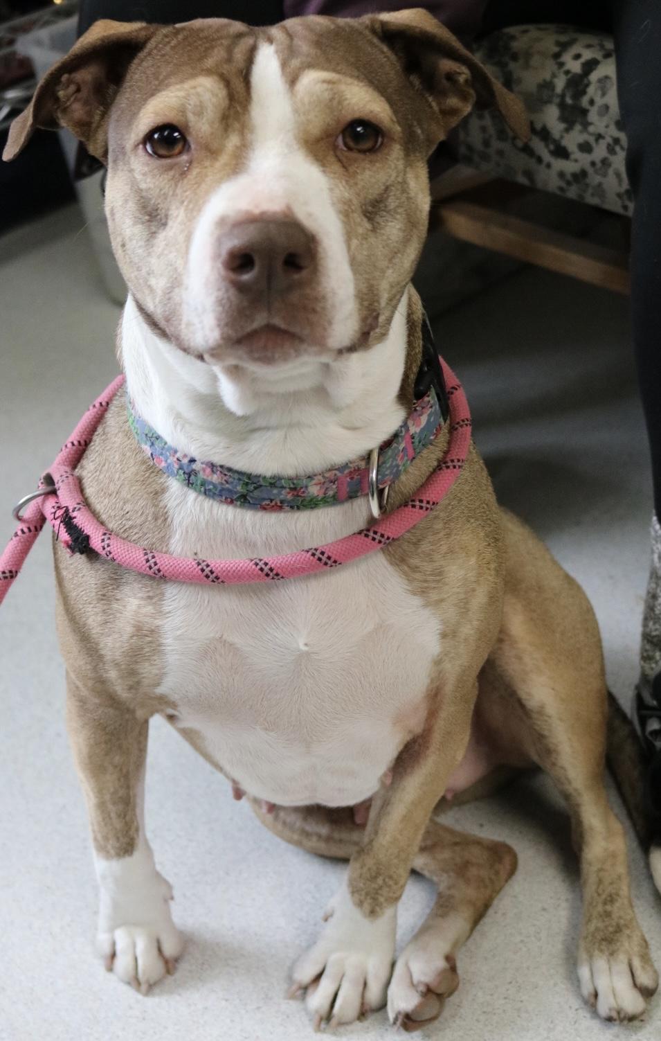 Girlfriend, a ADOPTABLE mixed breed in La Grande, OR image 1/3