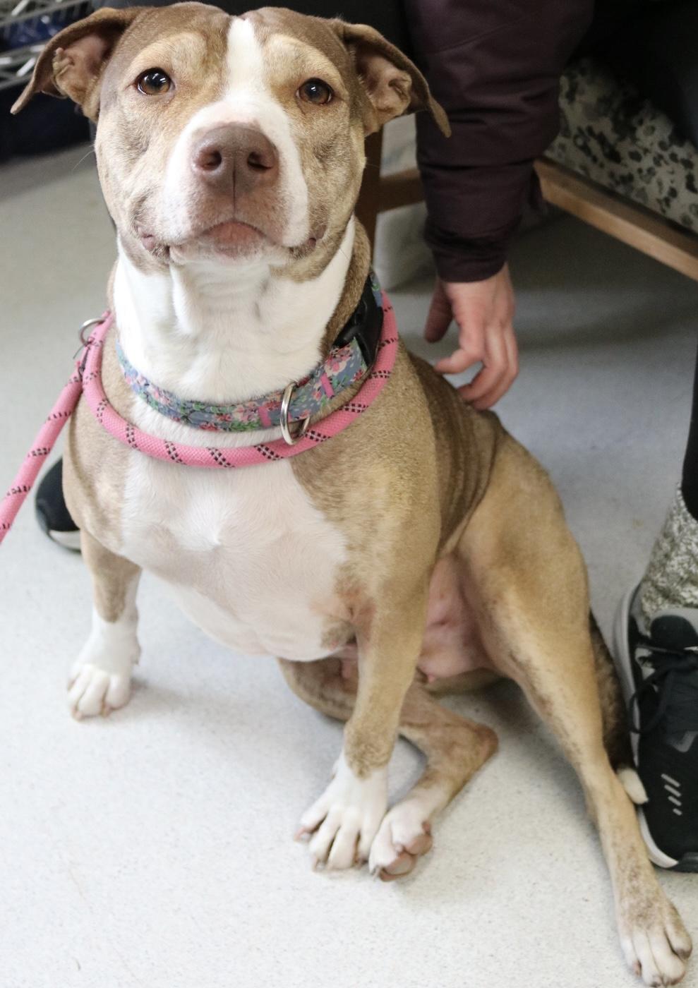 Girlfriend, a ADOPTABLE mixed breed in La Grande, OR image 3/3