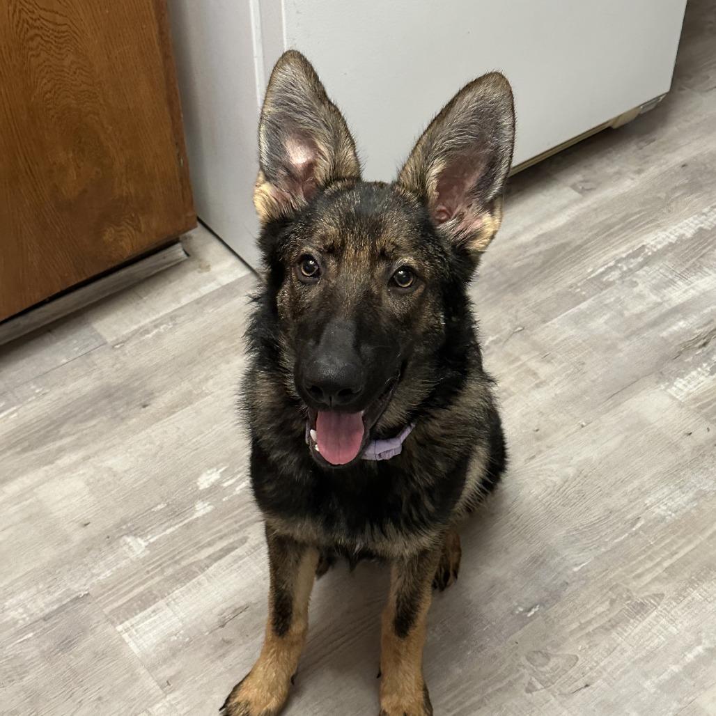 Enlarge Katie *Pending Adoption*, a Adoptable German Shepherd Dog in Van Horne, IA image 2/4