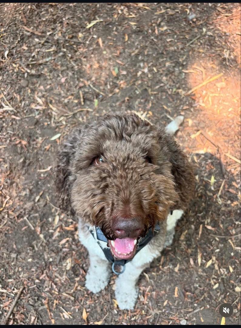 Sven - applications closed, a Adoptable Labradoodle in Richmond Hill, ON image 2/2