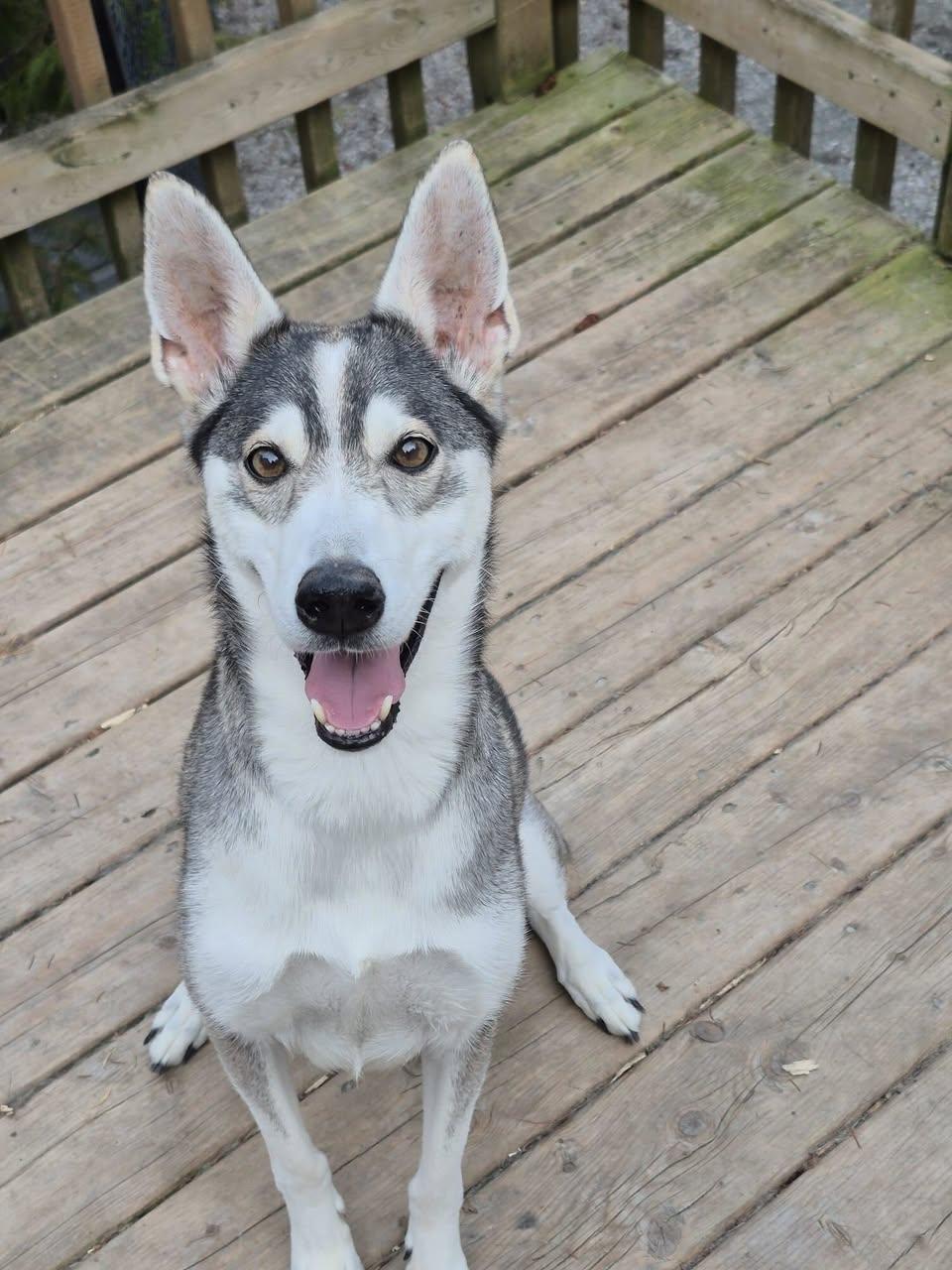 DAISY (Foster or Foster to Adopt), ADOPTABLE, Adult Female Husky.