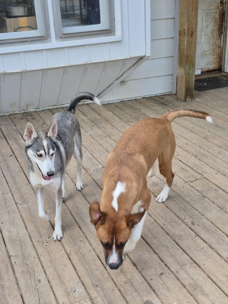 DAISY (Foster or Foster to Adopt), a ADOPTABLE mixed breed in Ajax, ON image 2/3
