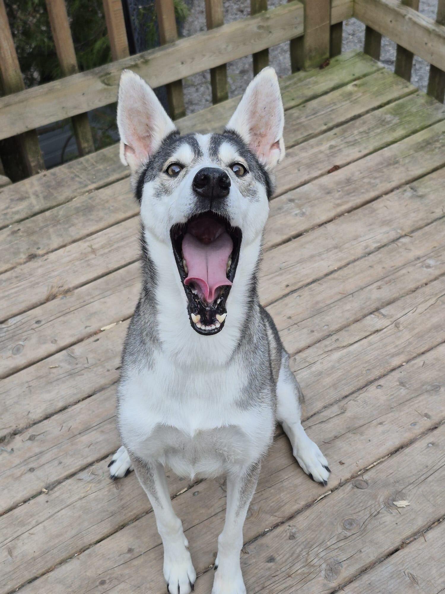 DAISY (Foster or Foster to Adopt), a ADOPTABLE mixed breed in Ajax, ON image 3/3