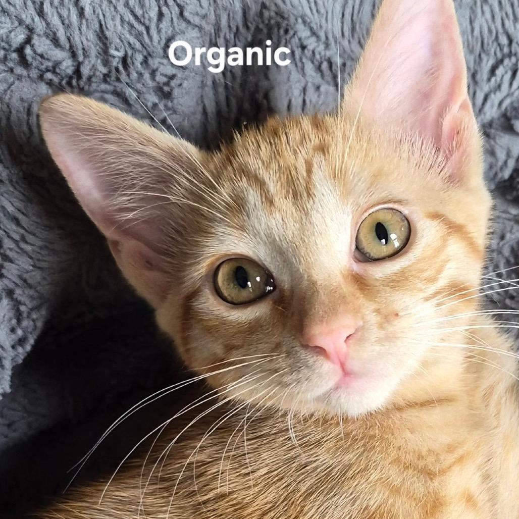 Enlarge Organic, a Adoptable Domestic Short Hair in Matteson, IL image 1/3