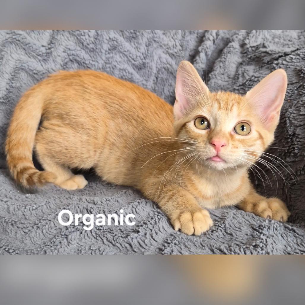 Enlarge Organic, a Adoptable Domestic Short Hair in Matteson, IL image 2/3