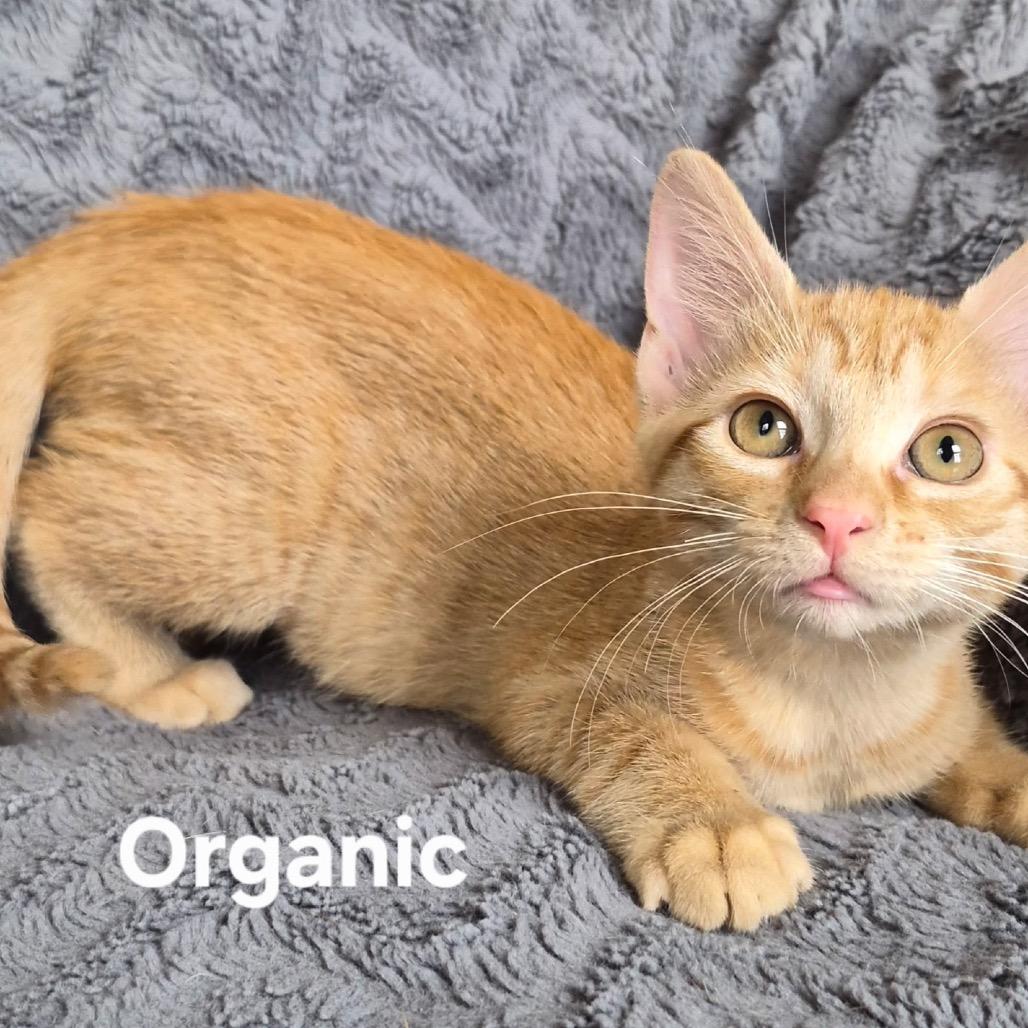 Enlarge Organic, a Adoptable Domestic Short Hair in Matteson, IL image 3/3