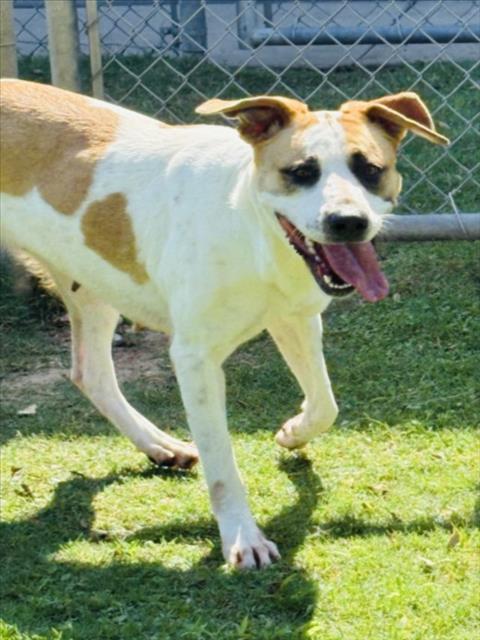 GRACIE, Adoptable, Adult Female English Pointer & Mixed Breed.