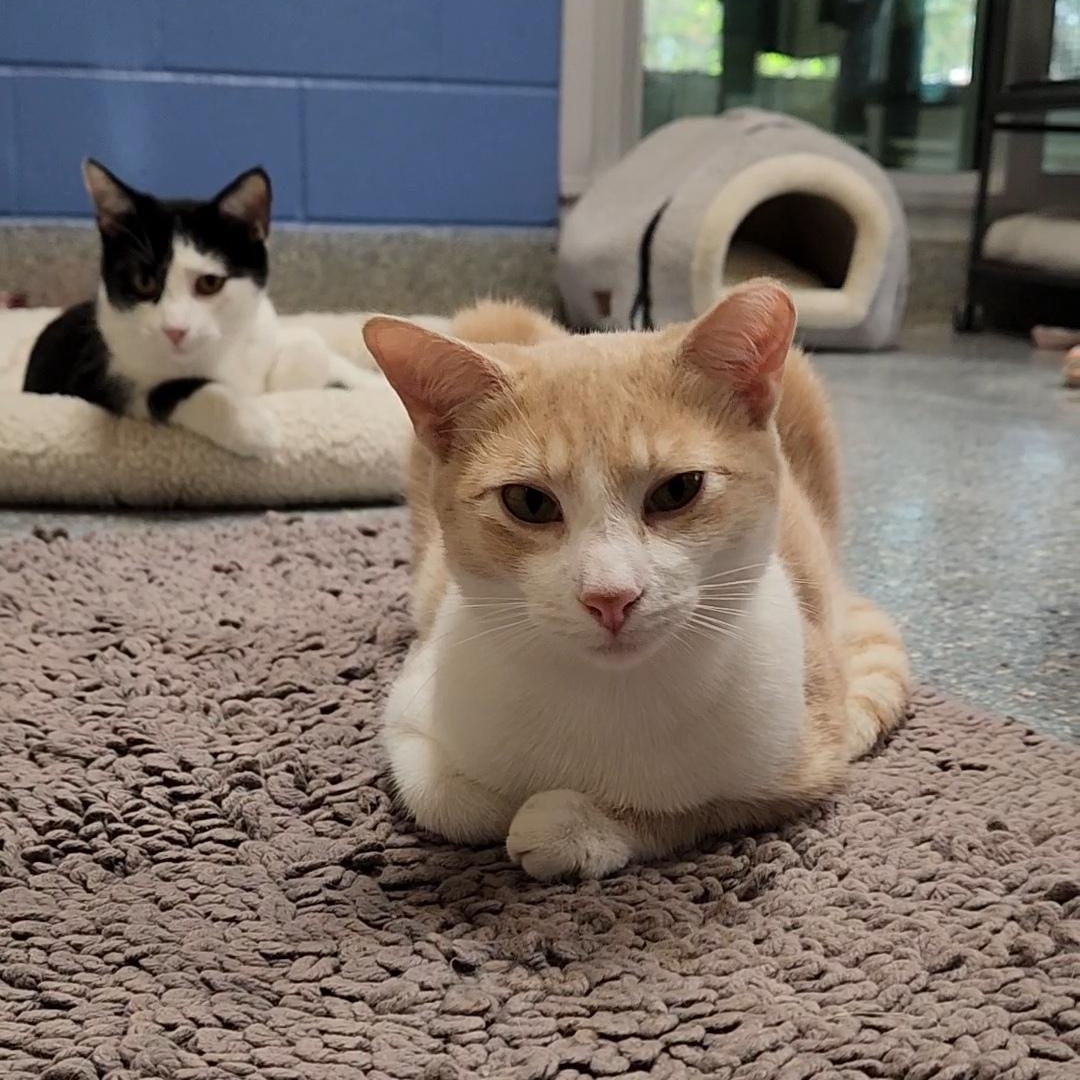 Enlarge Ozzy, a Adoptable Domestic Short Hair in Charleston, SC image 1/3