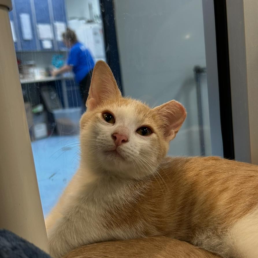 Ozzy, a Adoptable Domestic Short Hair in Charleston, SC image 1/2