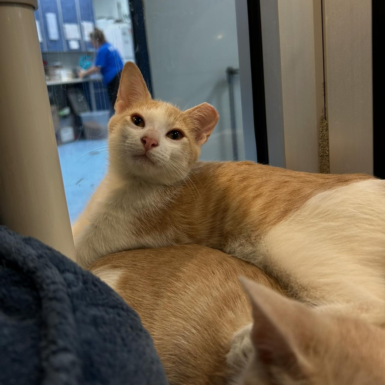 Ozzy, a Adoptable Domestic Short Hair in Charleston, SC image 2/2