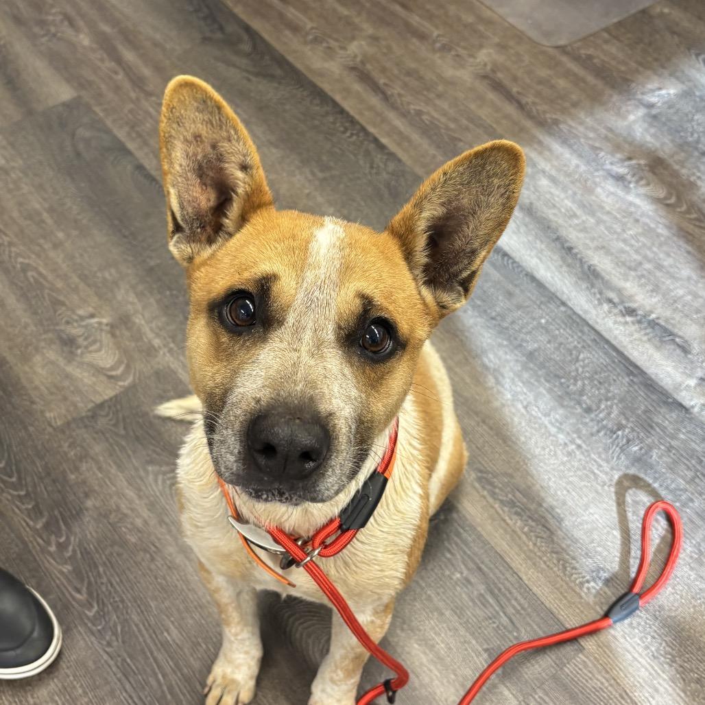 Redman, ADOPTABLE, Adult Male Australian Cattle Dog / Blue Heeler.