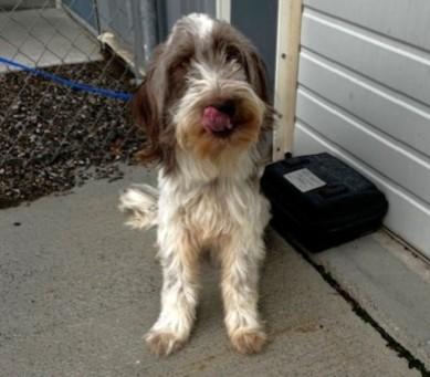 Enlarge 59972854, a ADOPTABLE mixed breed in Elko, NV image 1/1