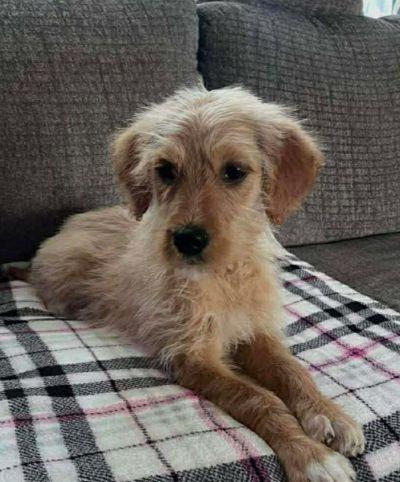 Emmie, ADOPTABLE, Young Female Labradoodle.