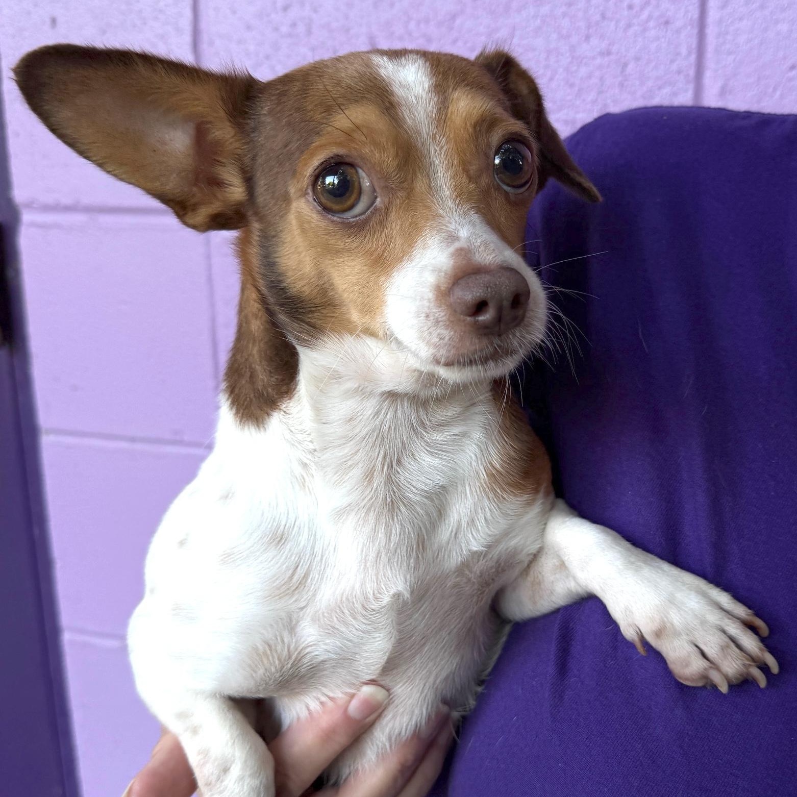 Scottie, Adoptable, Adult Male Chihuahua.