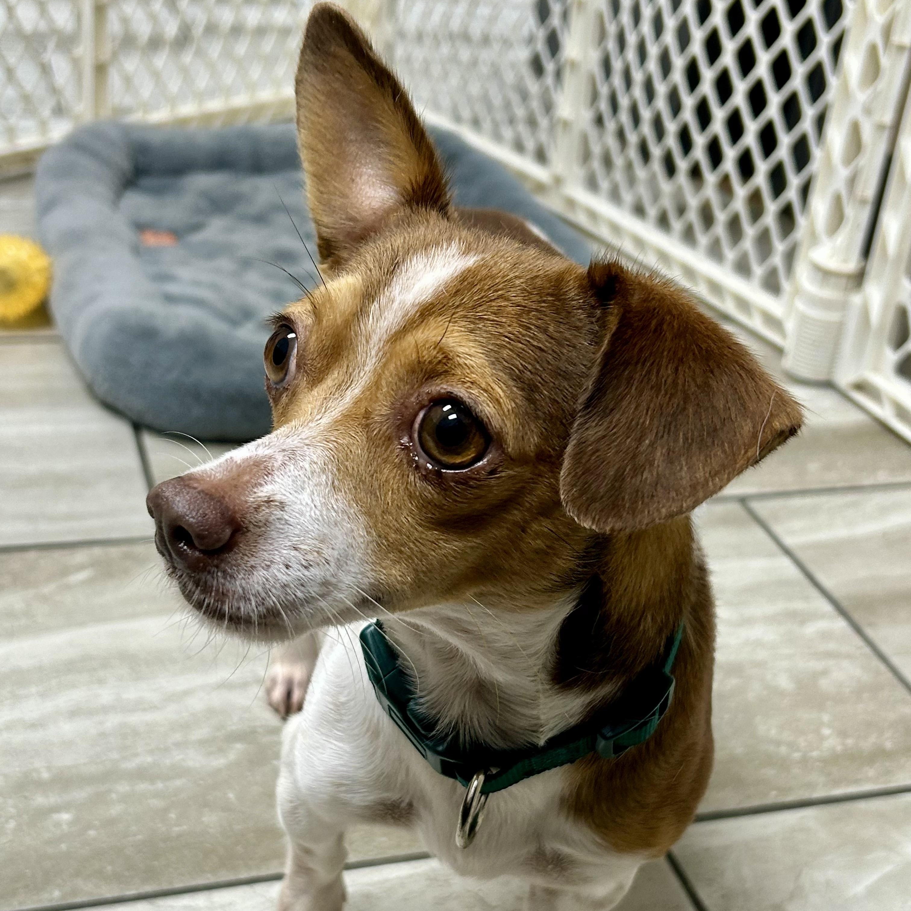 Scottie, Adoptable, Adult Male Chihuahua.