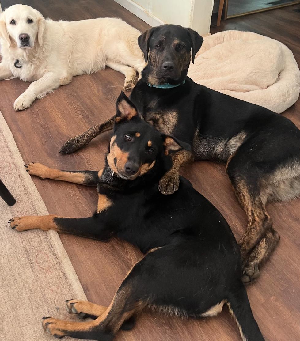 Enlarge Corduroy, a Adoptable mixed breed in Rock Hill, SC image 2/6