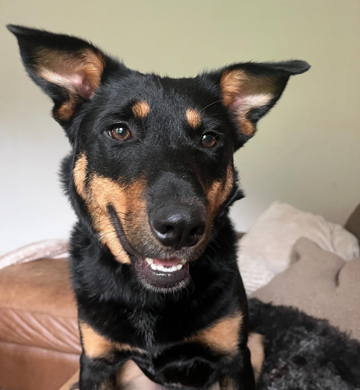 Enlarge Corduroy, a Adoptable mixed breed in Rock Hill, SC image 3/6