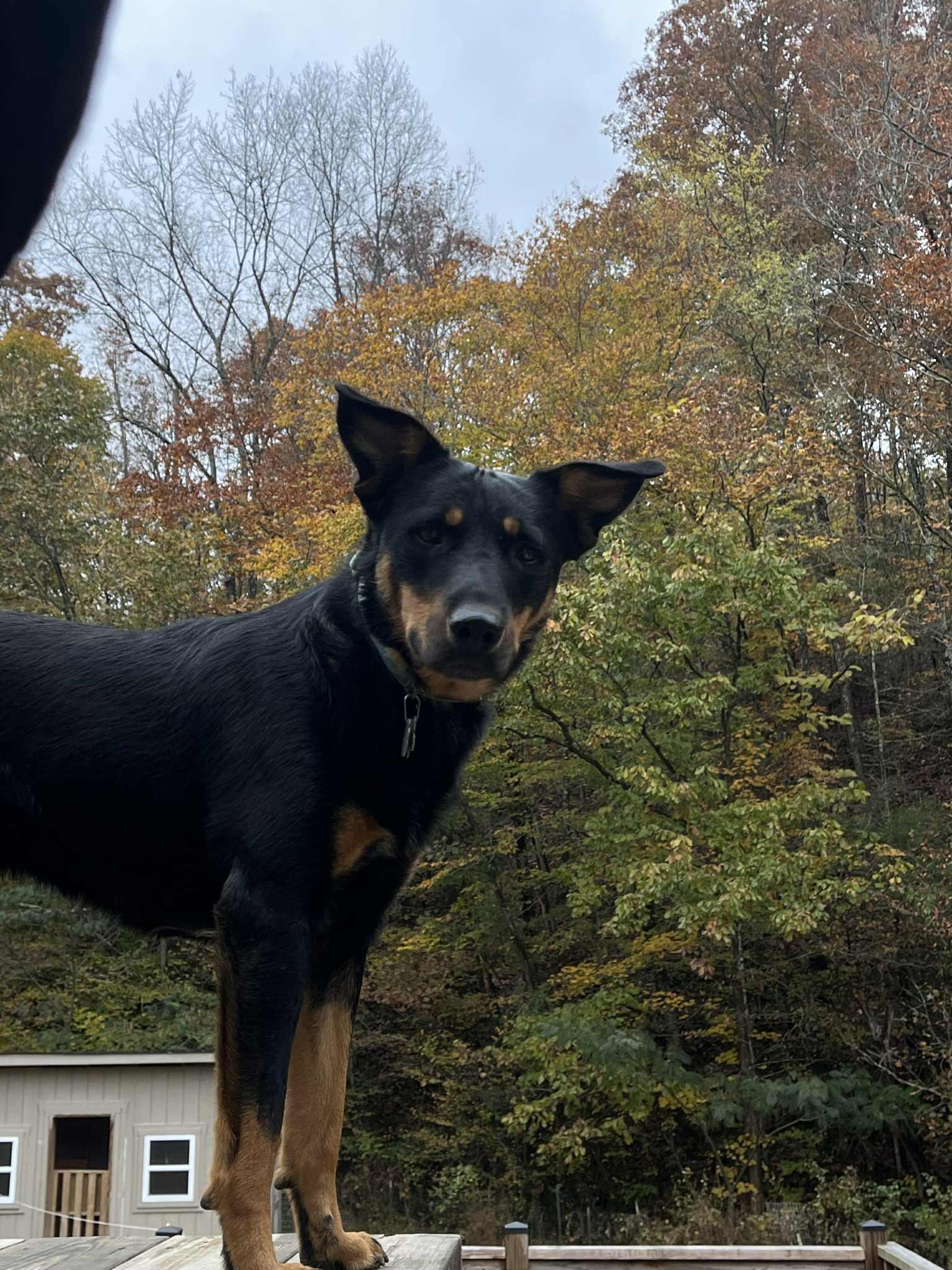 Enlarge Corduroy, a Adoptable mixed breed in Rock Hill, SC image 5/6