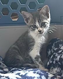 Lucky, a Adoptable Tabby in Mount Airy, NC image 1/6