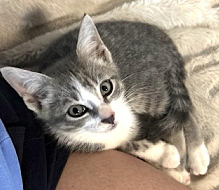 Lucky, Adoptable, Kitten Male Tabby.