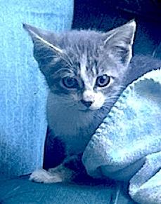 Lucky, a Adoptable Tabby in Mount Airy, NC image 3/6