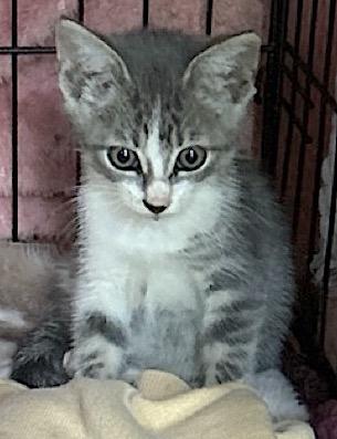 Lucky, a Adoptable Tabby in Mount Airy, NC image 4/6