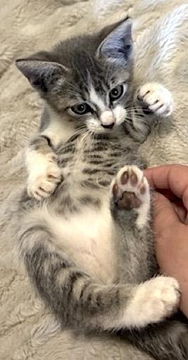 Lucky, a Adoptable Tabby in Mount Airy, NC image 6/6