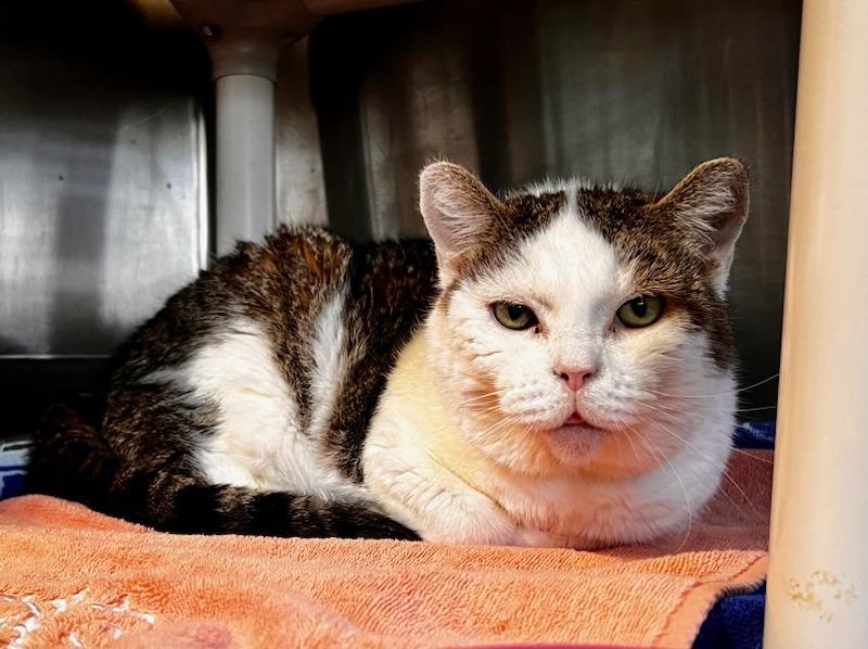 Leia, Adoptable, Senior Female Domestic Short Hair.