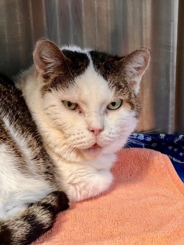 Enlarge Leia, a Adoptable mixed breed in Sebastian, FL image 2/2