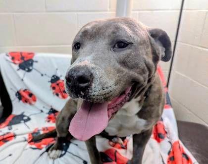 Melina, ADOPTABLE, Adult Female Pit Bull Terrier.