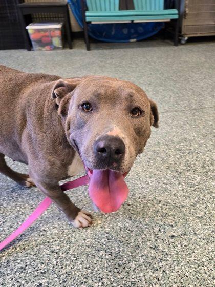 Melina, a ADOPTABLE mixed breed in Williamsport, PA image 2/2