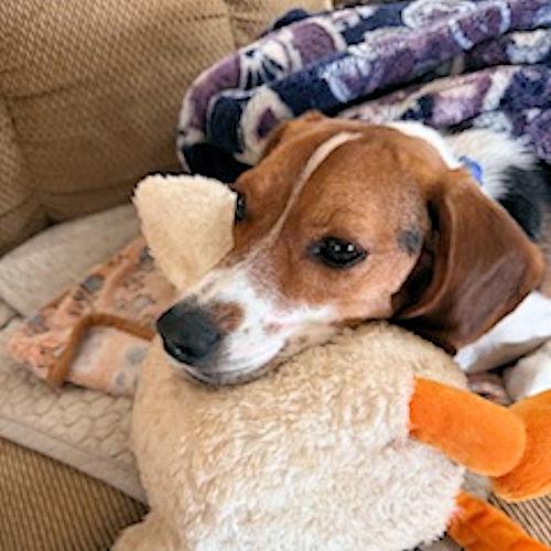 Enlarge Waylon, a ADOPTABLE Beagle in Toledo, OH image 5/5