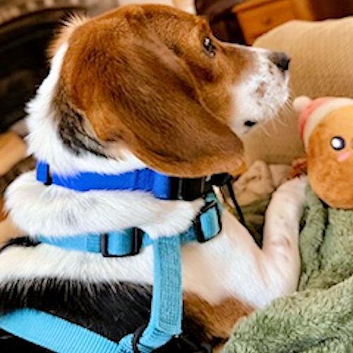 Enlarge Waylon, a ADOPTABLE Beagle in Toledo, OH image 3/5