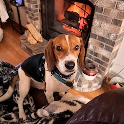 Enlarge Waylon, a ADOPTABLE Beagle in Toledo, OH image 4/5