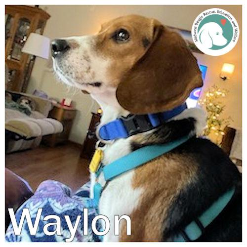 Waylon, ADOPTABLE, Young Male Beagle.