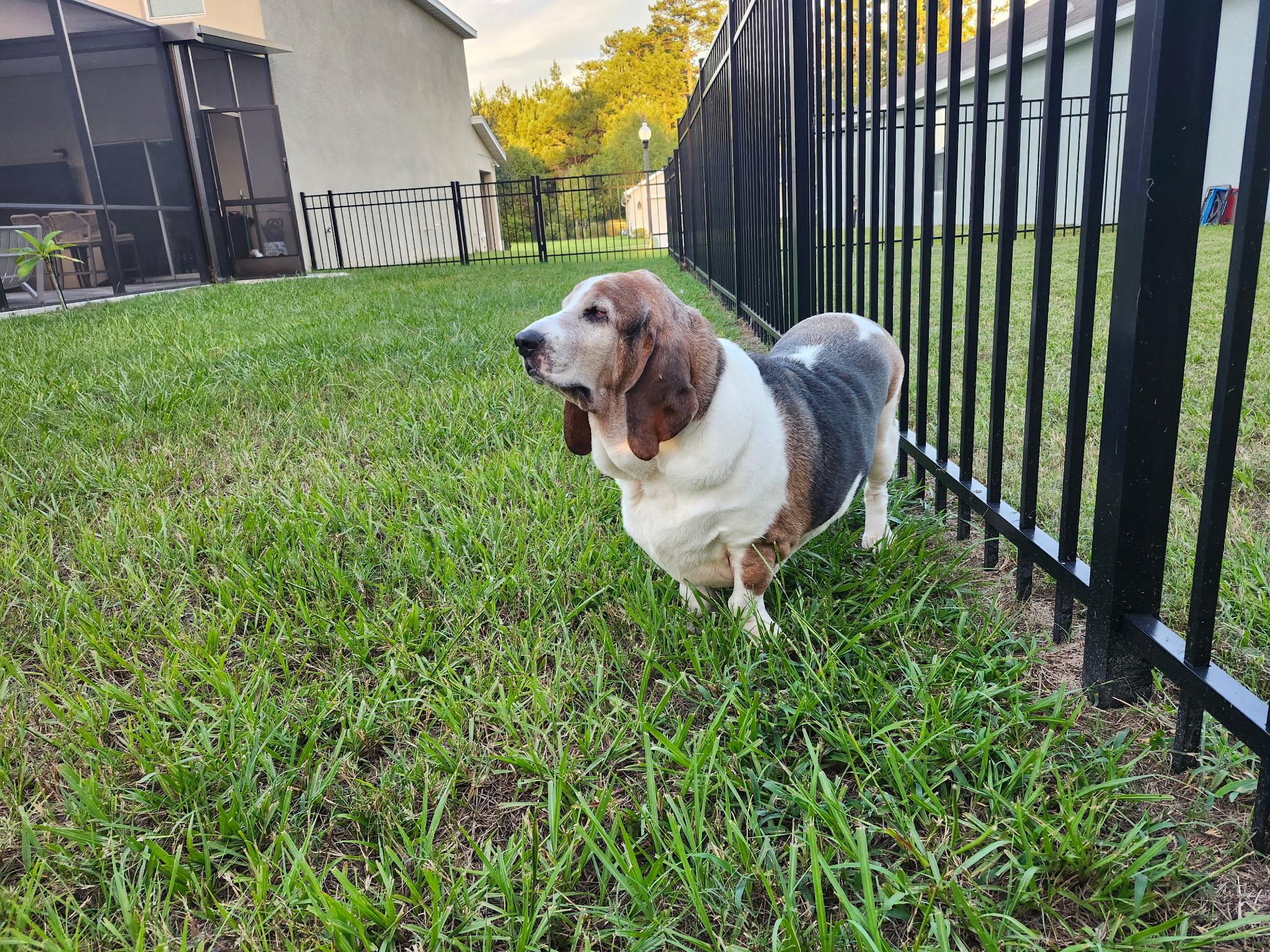 Enlarge Luna, a ADOPTABLE Basset Hound in Auburndale, FL image 3/3