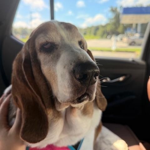 Enlarge Luna, a ADOPTABLE Basset Hound in Auburndale, FL image 1/3
