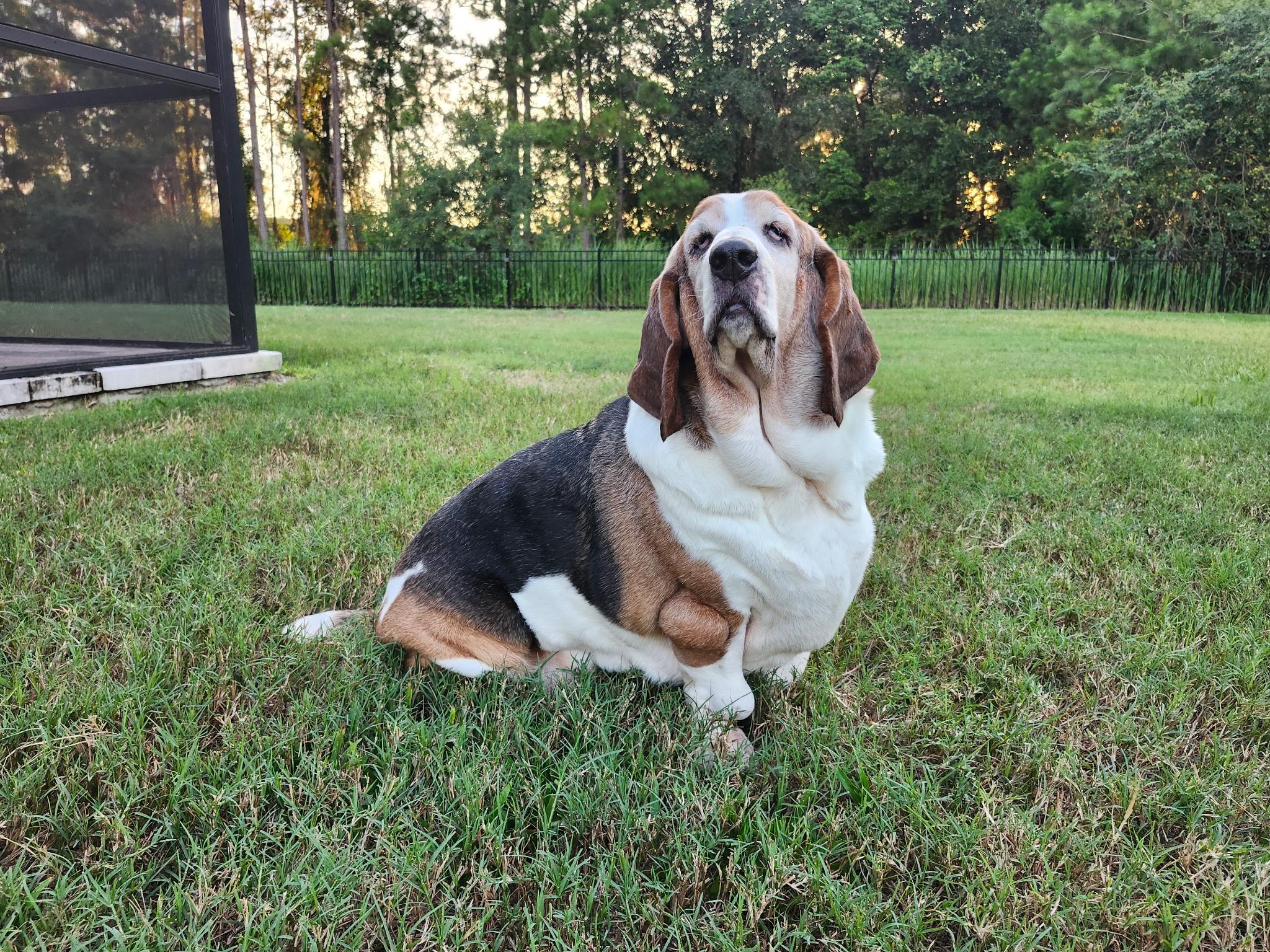 Enlarge Luna, a ADOPTABLE Basset Hound in Auburndale, FL image 2/3