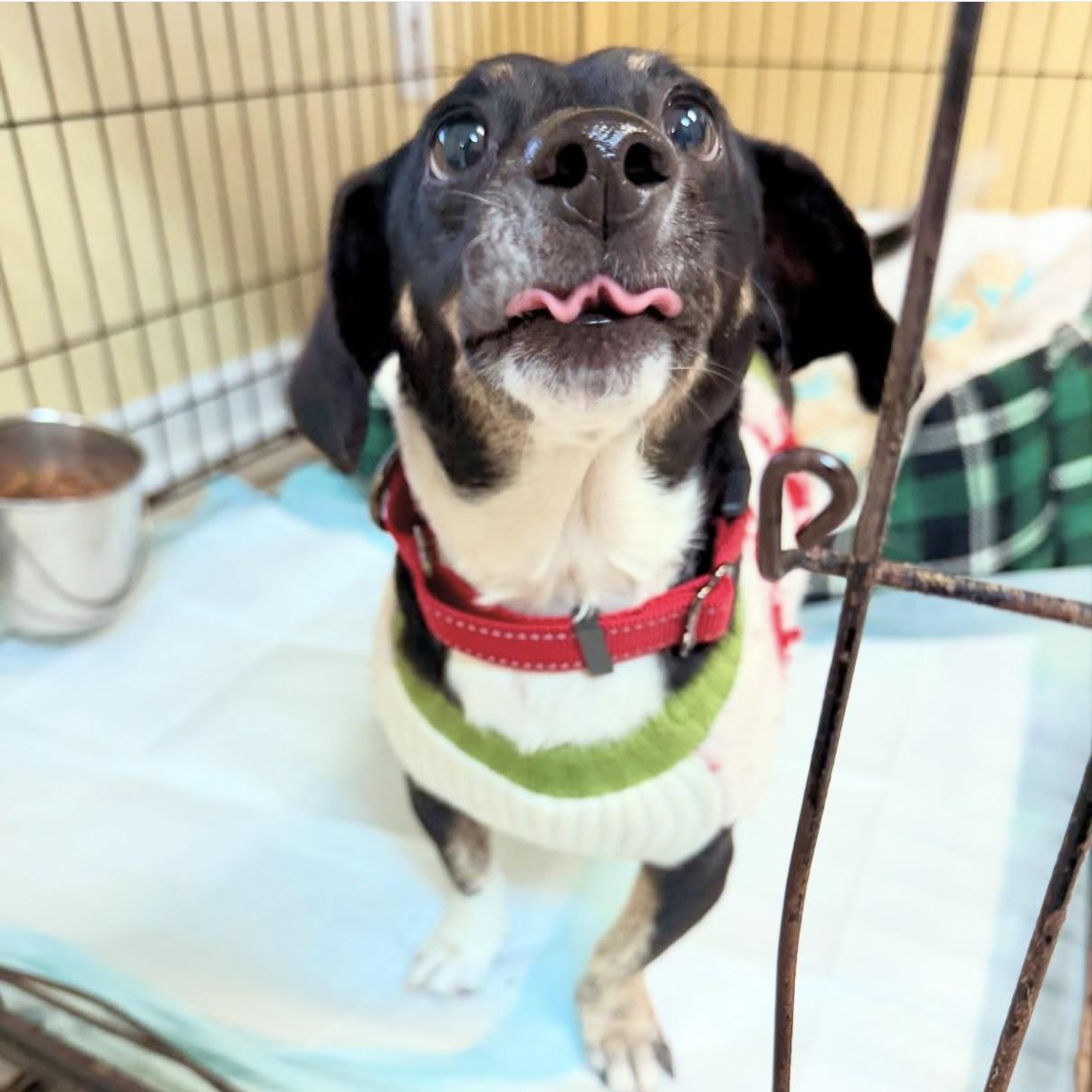 Enlarge Hailey, an adopted mixed breed in Gallatin, TN image 2/6