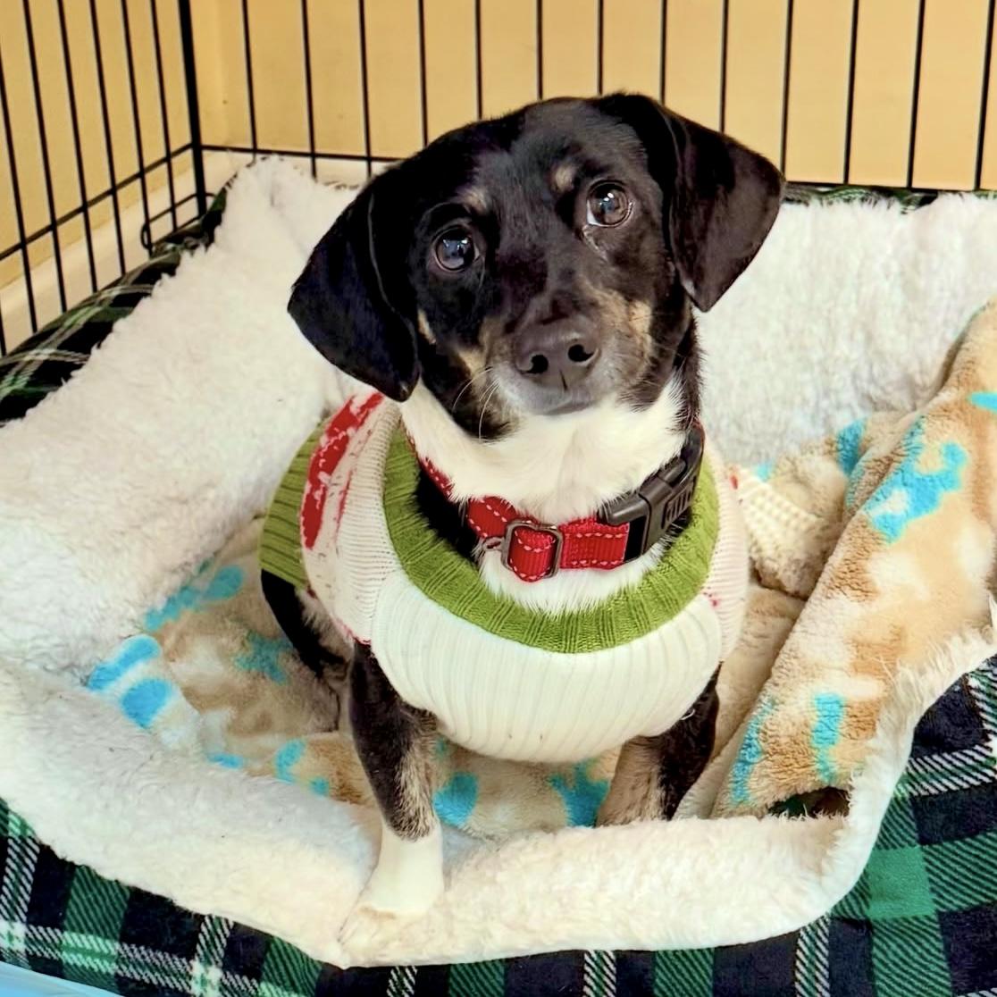 Enlarge Hailey, an adopted mixed breed in Gallatin, TN image 6/6