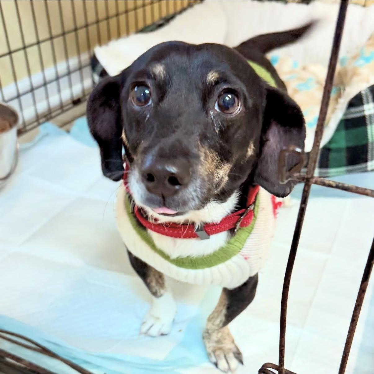 Enlarge Hailey, an adopted mixed breed in Gallatin, TN image 3/6