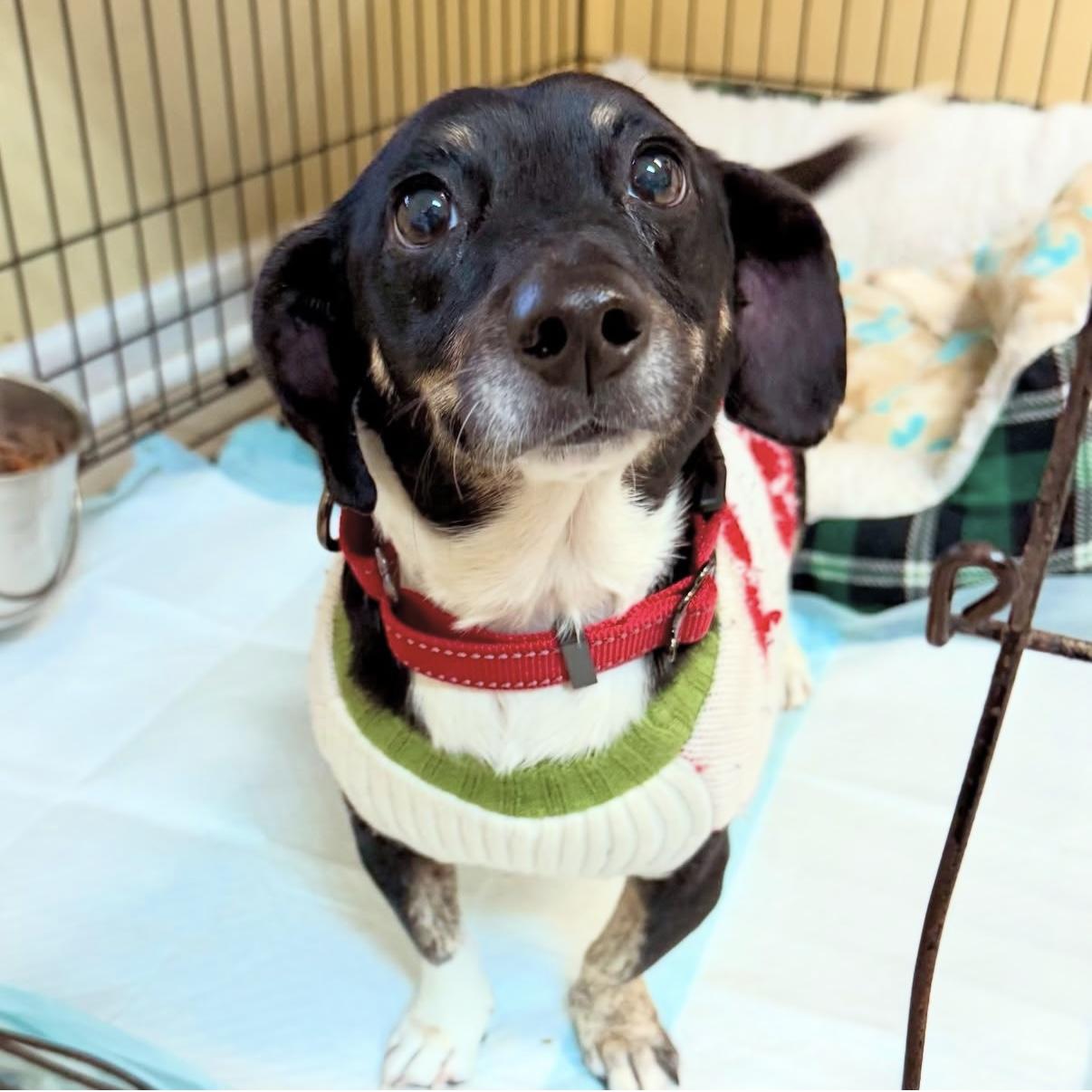 Hailey, adopted, Adult Female Dachshund.